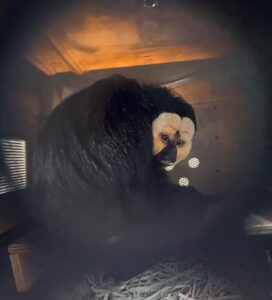 Diego, White-faced Saki, from Stockholm, Sweden to Zurich, Switzerland