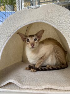 Ducati, Siamese, from Zurich, Switzerland to Belfast Northern Ireland