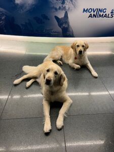 Dutch and Lola, Golden Retrievers, from Männedorf, Switzerland to Atlanta, USA