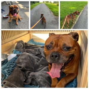 Fay, English Staffordshire Bull Terrier, from Steinhausen, Switzerland to Auckland, New Zealand