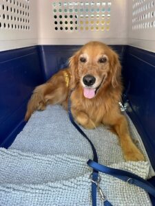 Fletcher, Golden Retriever, from Pontresina, Switzerland to Truckee, CA, USA