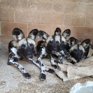Four african wild dogs (Lycaon pictus), from Zurich, Switzerland to Tel Aviv, Israel