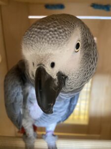 Gizmo, African Grey (Psittacus erithacus), from London, GB to Zurich, Switzerland