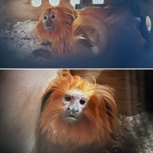 Golden Lion Tamarin (Leontopithecus rosa lia) from Zurich, Switzerland to London, GB