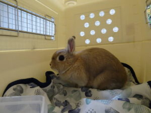 Gura, dwarf rabbit, from Tokyo, Japan to Basel, Switzerland