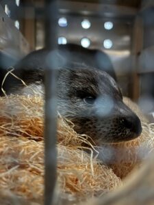Harald, Euopean Otter, from La Chaux-de-Fonds, Switzerland to Ranua, Finland