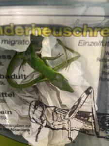 Lizards, Takydromus dorsalis, from Zurich, Switzerland to Singapore