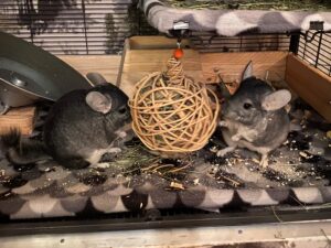 Max and Moritz, Chinchillas, from Seattle, WA, USA to Lucerne, Switzerland
