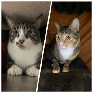Milou and Luna, both Domestic Shorthair, from Singapore to Geneva, Switzerland