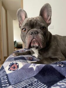 Muffi, French Bulldog, from Merzenich, Germany to San José, Costa Rica