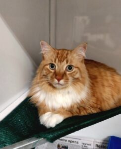 Preston, Domestic Medium Hair, from Brunswick, VIC, Australia to Glasgow, Scotland