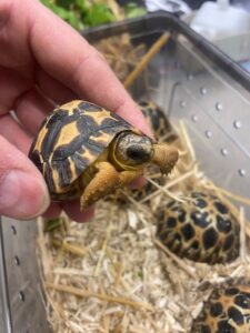 Radiated tortoises (Astrochelys radiata) from Switzerland to Malta