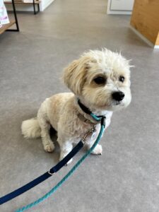 Reggie, Bichon Frisee, from Morschach, Switzerland to New York, USA