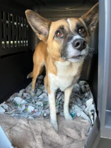 Rikku, Shiba Inu Mix, from Washington D.C, USA to Geneva, Switzerland