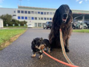 Samba, Flat Coated Retriever and Onix, Dachshund, from Passy, France to Dubai, UAE