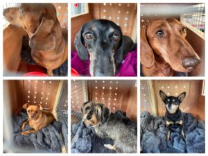 Sandy, Brutus, Holly, Hazel, Yvie and Ru, from Pretoria, South Africa to Unterägeri, Switzerland