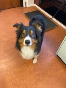 Scott, Australian Shepherd, from Zurich, Switzerland to Dubai, UAE