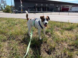 Sheldon, Jack Russell Terrier, from Zurich, Switzerland to Hong Kong