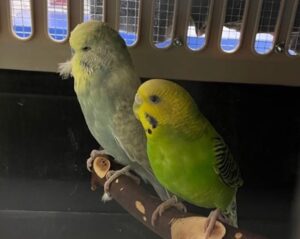 Shortbread and Truffle, budgies, from San Francisco, USA to Geneva, Switzerland