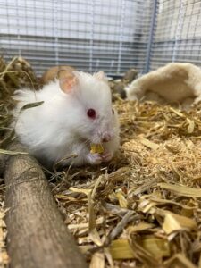 Smallish, Syrian hamster, from Sofia, Bulgaria to Basel, Switzerland