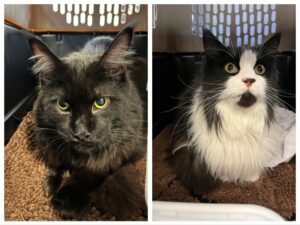 Smokey and Willi, both Maine Coon, from Winterthur to Leptano, Puntarenas, Costa Rica