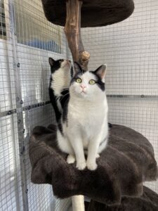 Snowy and Whisky, from Zurich, Switzerland to Athens, Greece