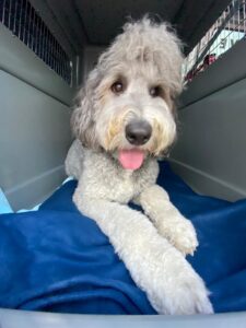 Stevie, Sheepadoodle, from Chicago, USA to Zurich, Switzerland