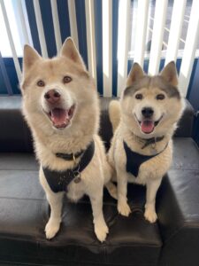Storm and Laika, Siberian Huskies, from Zurich, Switzerland to Cape Town, South Africa