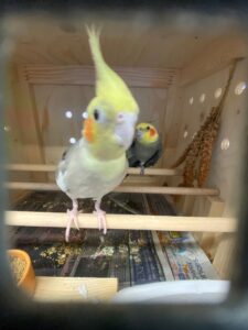 Stuart and Rosie, Cockatiels, from London, GB to Kloten, Switzerland