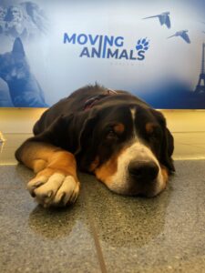 Sultan, Greater Swiss Mountain Dog, from Lausanne to Mexico City, Mexico