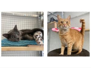 Sushi and Wasabi, both DSH, from Sunninghill, South Africa to Basel, Switzerland