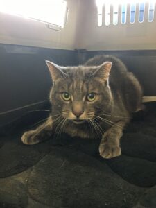 Susto, from Dublin, Ireland to Zurich, Switzerland