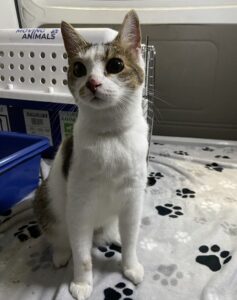 Tabby, DSH, from Geneva, Switzerland to Cali, Colombia