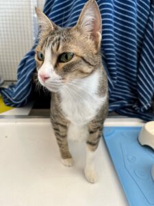 Tabby, DSH, from Zurich, Switzerland to Dubai, UAE