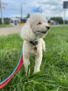 Teddy, Poodle, from Zurich, Switzerland to Hong Kong