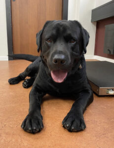 Thor, Labrador, from Vevey, Switzerland to Bogota, Colombia