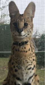 Thor, Serval, from Geneva, Switzerland to Amman, Jordania