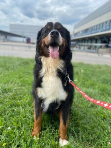 Timmy, Bernese Mountain Dog, from Shanghai, China to Binningen, Switzerland
