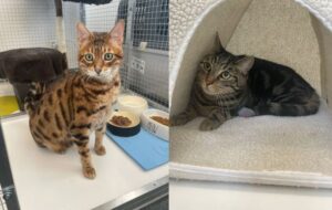 Tom & Mäxle, from Bad Saulgau, Germany to Dubai, UAE