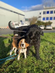 Totti, Beagle, and Tash, Giant Schnauer, from St. Légier la Chiésaz, Switzerland to Accra, Ghana