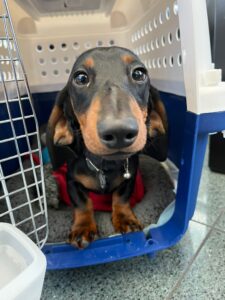 Victor Hugo, Miniature Dachshund, from Kriegstetten, Switzerland to Dubai, UAE