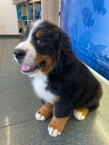Whisky, Bernese Mountain Dog, from beautiful Emmental to Washington D.C, USA