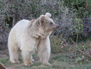 Dalia, Syrian brown bear, from Tbilisi, Georgia to Goldau, Switzerland
