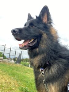 Captain, German Shepherd, from Dollard-des-Ormeaux QC, Canada to El Cajon CA, USA