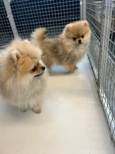 Carla and Carmen, Pomeranian puppies, from Zurich, Switzerland to Singapore