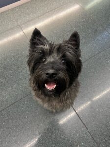 Chilly, Cairn Terrier, from Zurich, Switzerland to Cape Town, South Africa