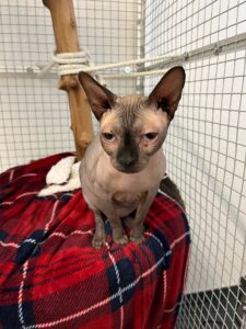 Cielo, Sphynx, from Zurich, Switzerland to Melbourne, Australia
