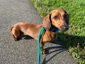 Coco, Dachshund, from Zurich, Switzerland to Dubai, UAE