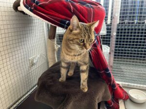 Croquette, DSH, from Claix, France to Tokyo, Japan