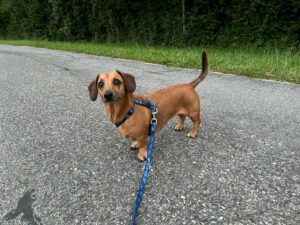 Dash, Dachshound, from Bottmingen, Switzerland to Chicago, USA